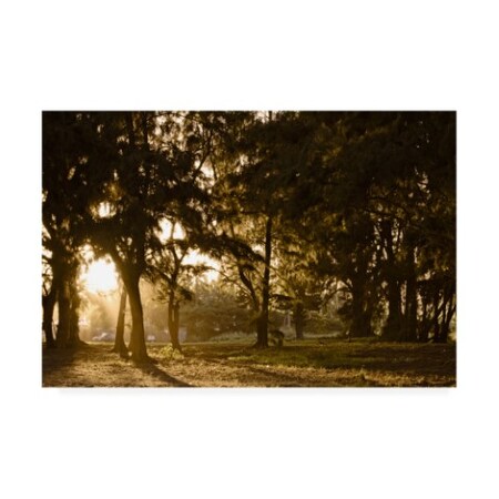 Trademark Fine Art Chuck Burdick 'Daybreak Tree Coverage' Canvas Art, 16x24 IC01501-C1624GG